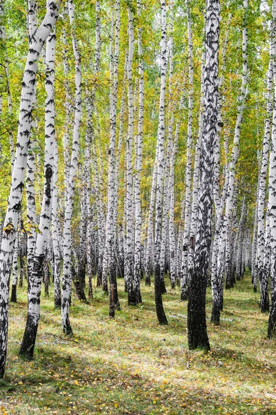 Yellow Birch Forest Late Autumn Nature Landscape — Stock Photo, Image