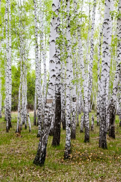 Gröna Våren Björkskogen Landskap — Stockfoto