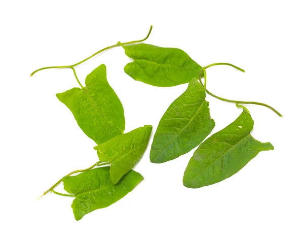 Зеленые Листья Ползучего Белом Фоне — стоковое фото