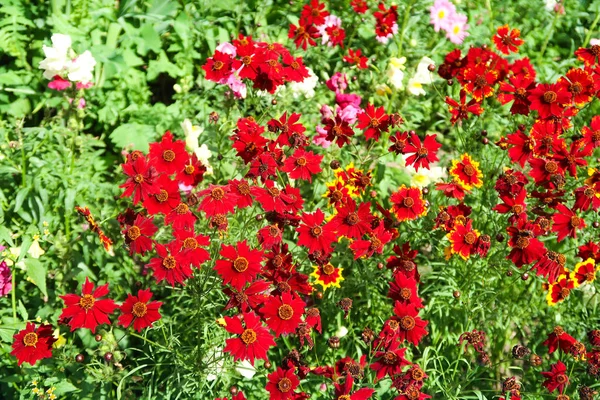 Coreopsis Colorante Flores Naturaleza — Foto de Stock