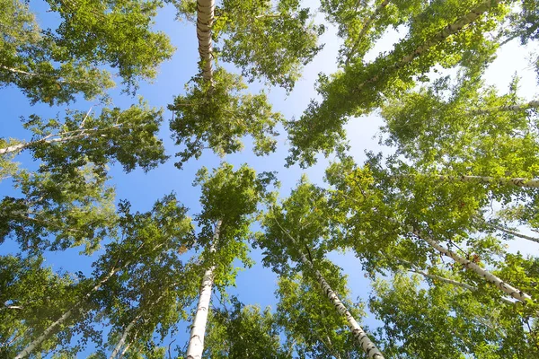 Bouleau Vue Sur Forêt Bas Dans Ciel — Photo