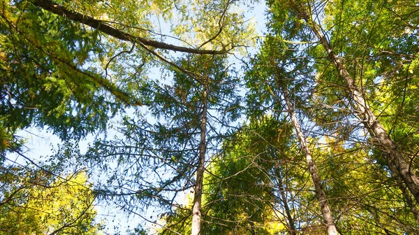 Blätter Der Bäume Blick Von Unten Den Himmel Herbstlandschaft — Stockfoto