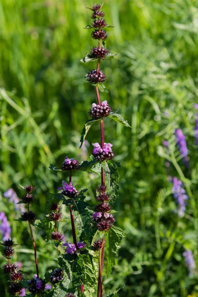 Fiori Viola Erba Verde — Foto Stock