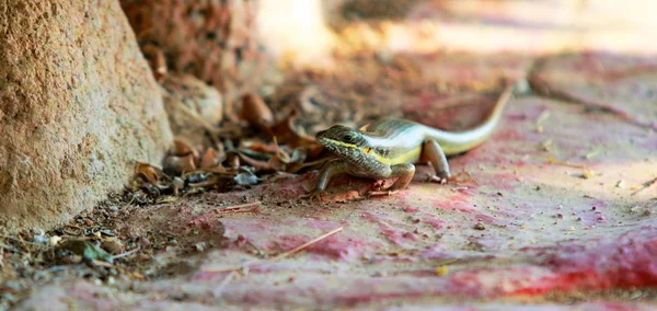 Lagarto Chão Perto — Fotografia de Stock