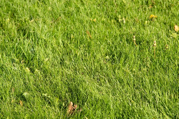 Grama Verde Com Fundo Borrado Bokeh — Fotografia de Stock