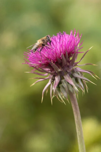 Flor Cardo Primer Plano Naturaleza — Foto de Stock