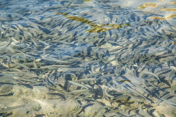 Små Fiskar Flyter Vatten Havet Skarpsill — Stockfoto