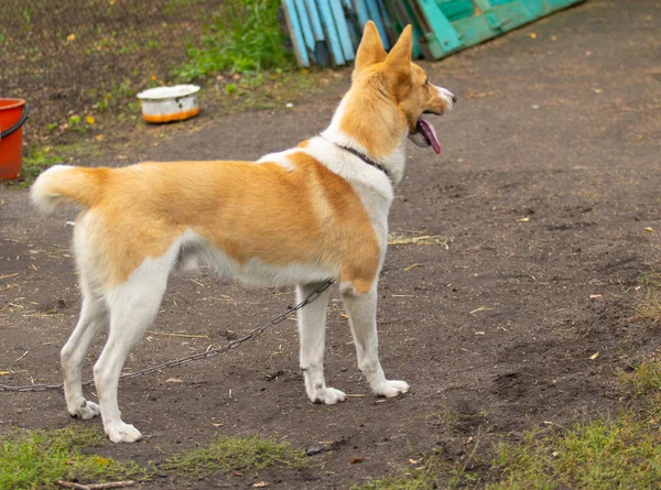 Hond Straat Buurt Van Aard Van Het Huis — Stockfoto