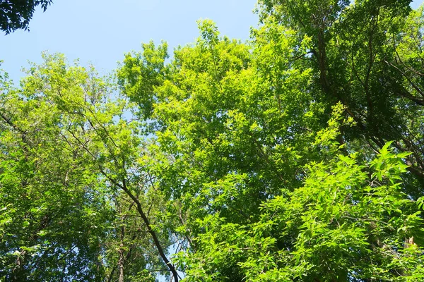 Árboles Verdes Contra Vista Del Cielo Azul Desde Parte Inferior —  Fotos de Stock