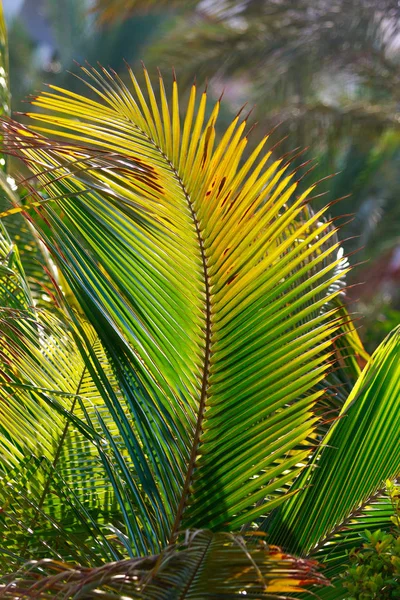 Feuilles Palmier Vert Gros Plan — Photo