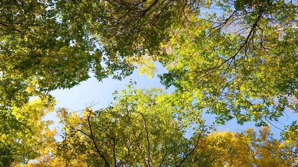 Leaves Trees View Sky Autumn Landscape — Stock Photo, Image