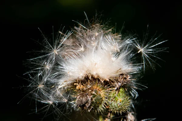 Onkruid Dan Grassen — Stockfoto