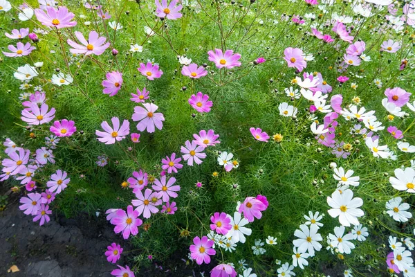 Cosmos Flores Natureza Close Paisagem — Fotografia de Stock