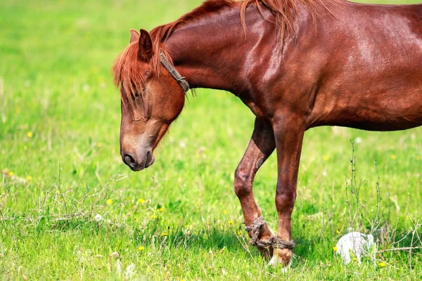 Cavalo Grama Verde — Fotografia de Stock