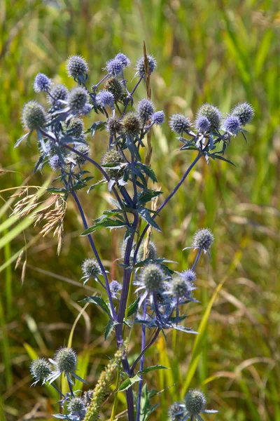 Fiori Selvatici Estate Paesaggio Natura — Foto Stock