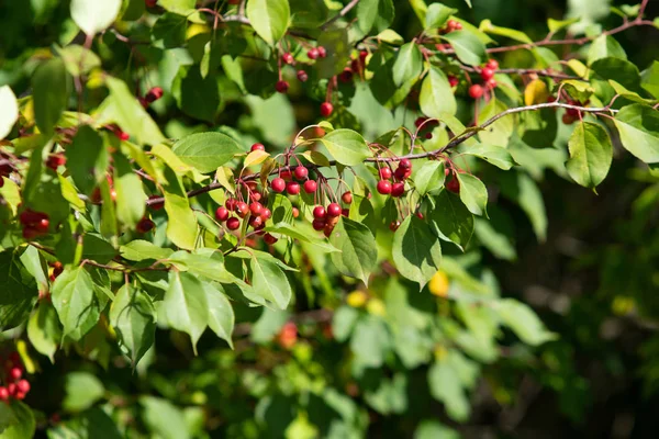 Røde Epler Hvite Viltvoksende Små Frukter – stockfoto