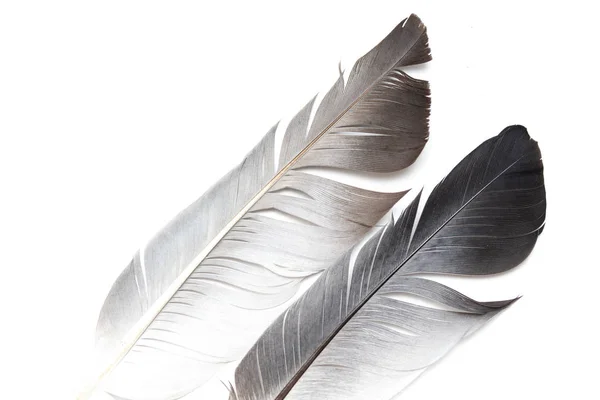 Pluma Paloma Gris Sobre Fondo Blanco — Foto de Stock