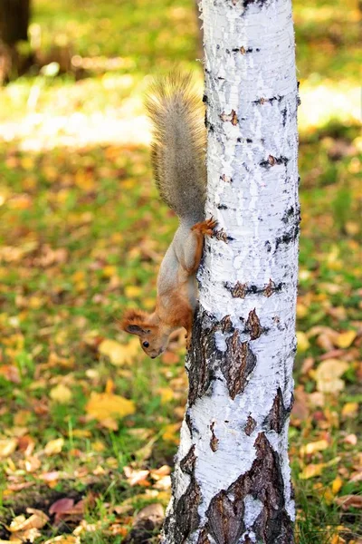 Ardilla Roja Naturaleza Del Bosque — Foto de Stock