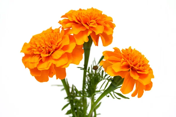 Tagetes Beyaz Arka Plan Üzerinde Izole Çiçek — Stok fotoğraf