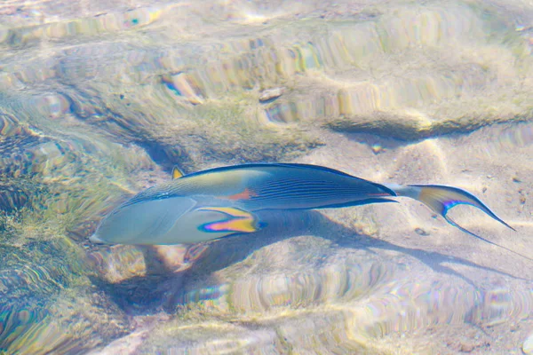 水によるデフォーカス サンゴ礁魚トップ ビュー — ストック写真