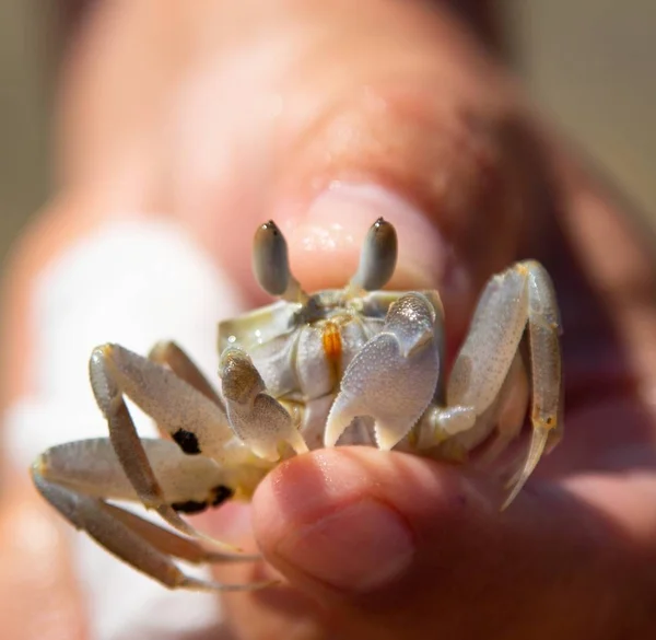 Gros Plan Sur Crabe Sable — Photo