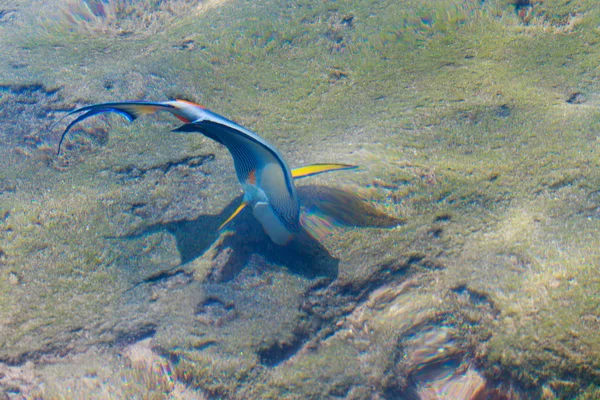 Vista Superior Los Peces Arrecife Desenfocado Por Agua — Foto de Stock