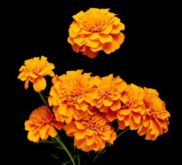 Tagetes Blommor Isolerad Svart Bakgrund — Stockfoto