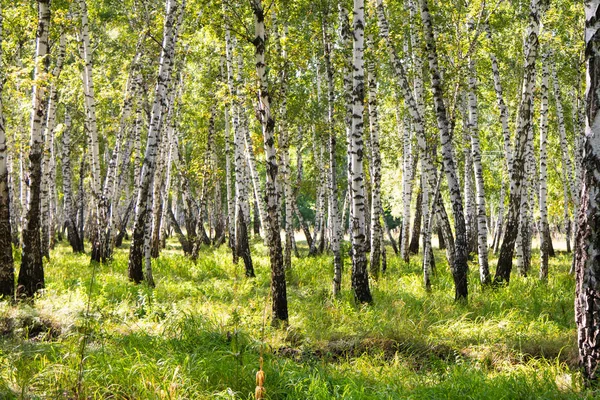 Birch Las Lato Krajobraz — Zdjęcie stockowe