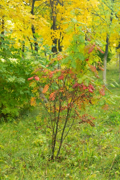 Sonbahar Orman, yaprak döken ağaçlar, peyzaj