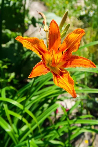 Fiore Giglio Arancione Natura — Foto Stock