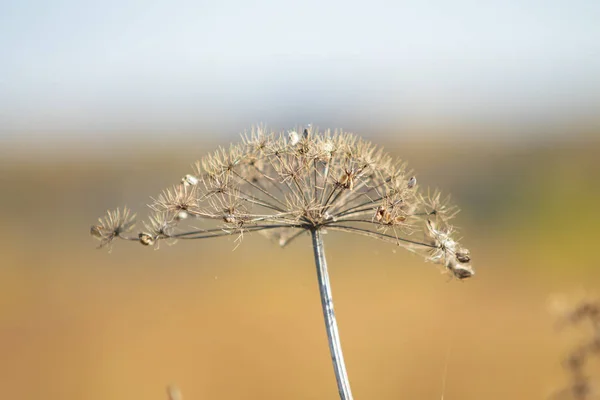 自然に乾燥パセリの花 — ストック写真