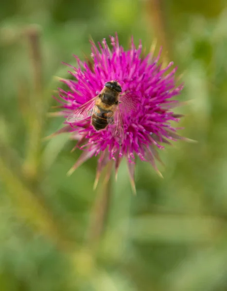 Flor Cardo Primer Plano Naturaleza — Foto de Stock