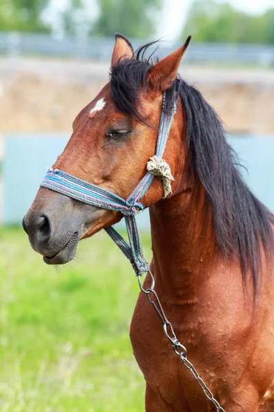 Horse Close Green Field — Stock Photo, Image