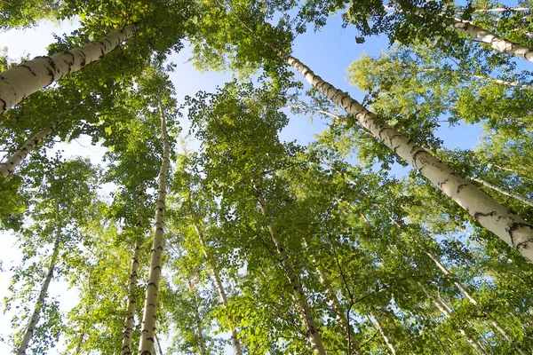 Björk Skogsutsikt Underifrån Himlen — Stockfoto