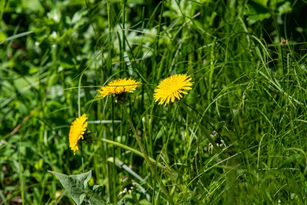 Jarní Krajina Žluté Pampelišky Květy Zelené Trávě — Stock fotografie