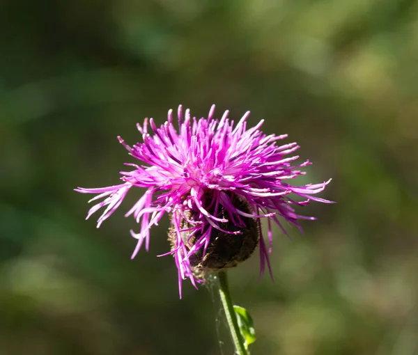 Cardo Alcachofa Naturaleza Flor Azul — Foto de Stock