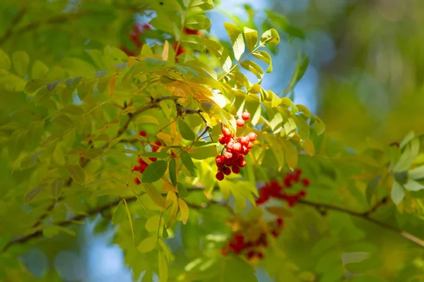 Bir Ağacın Rowanberry Kartopu Sonbaharın Kırmızı Meyveler — Stok fotoğraf
