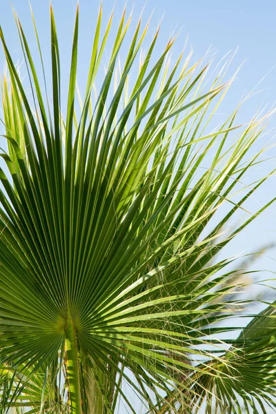 Bladeren Van Palmbomen Hemelachtergrond — Stockfoto