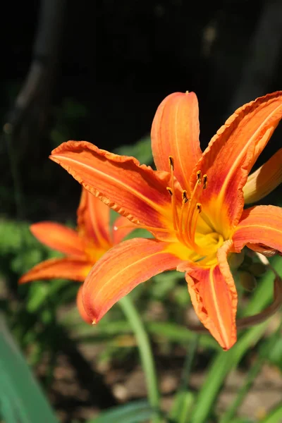 Bloem Oranje Lelie Natuur — Stockfoto