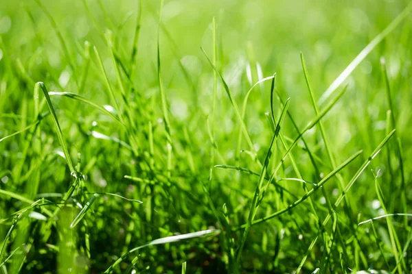 Groen Gras Met Een Achtergrond Bokeh Wazig — Stockfoto