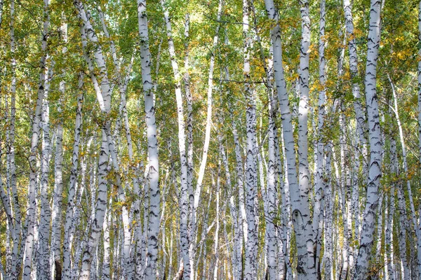 Forêt Bouleaux Jaunes Fin Automne Paysage Naturel — Photo