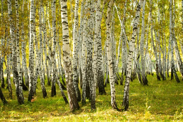 Yellow Birch Forest Late Autumn Nature Landscape — Stock Photo, Image