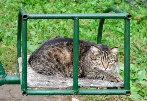 Lindo Gato Aire Libre Naturaleza —  Fotos de Stock