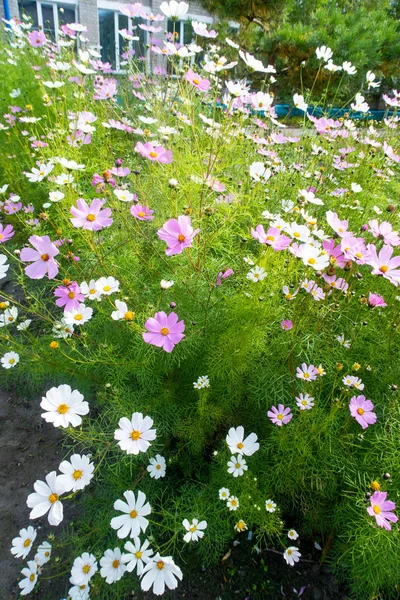 Kosmos Blumen Natur Nahaufnahme Landschaft — Stockfoto