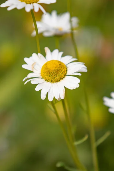 Ljusa Blommor Natur Närbild — Stockfoto
