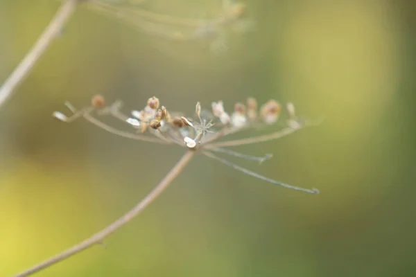 Torra Persilja Blommor Naturen — Stockfoto