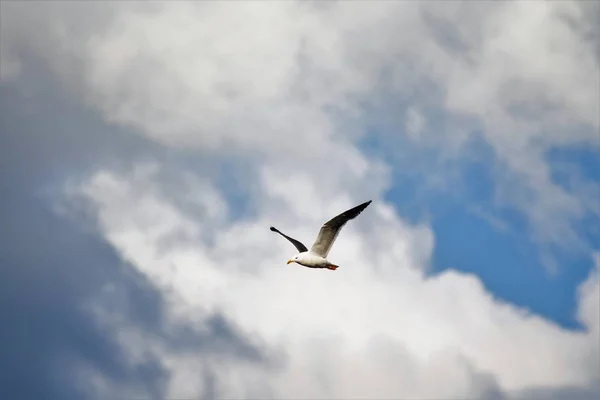 Bird Gull Flying Blue Sky — Stock Photo, Image