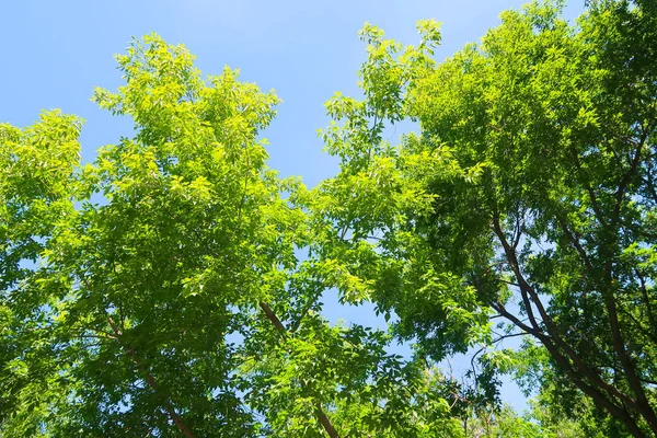 Árboles Verdes Contra Vista Del Cielo Azul Desde Parte Inferior —  Fotos de Stock