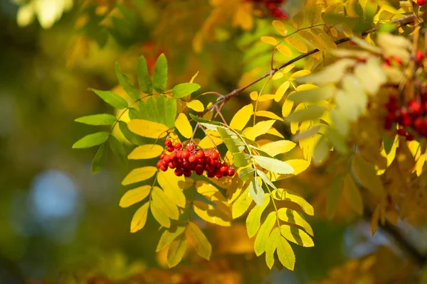 Червоні Ягоди Дереві Журавлини Осінь — стокове фото