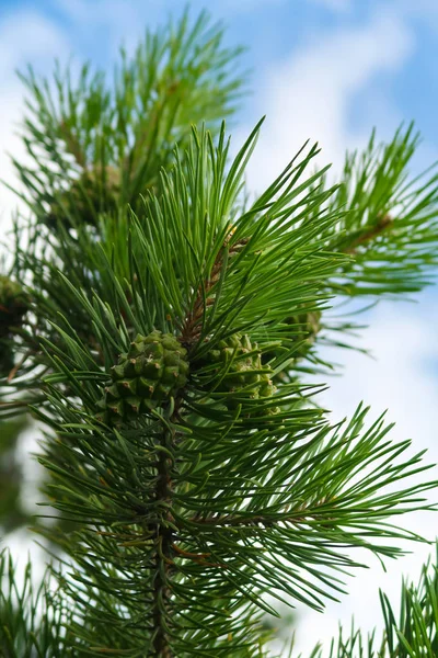 Grote Groene Naalden Van Een Boom Spar — Stockfoto